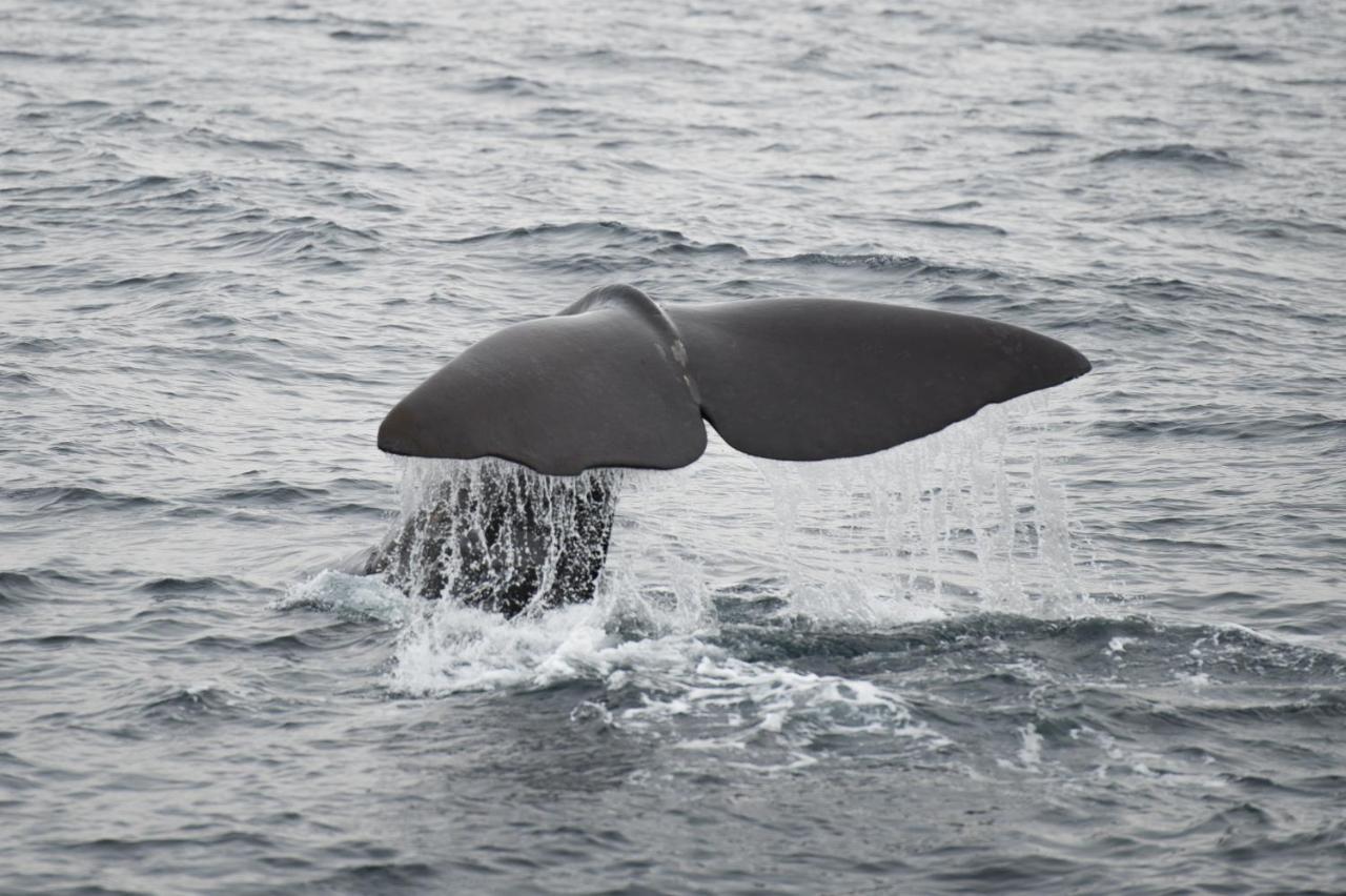 Apt 101 - Andenes Whale Safari Apartments Εξωτερικό φωτογραφία